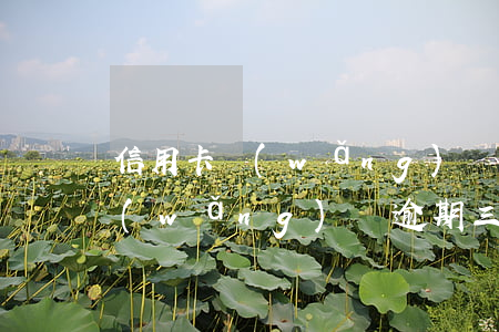 信用卡網(wǎng)貸全部逾期四個月(網(wǎng)貸逾期三四個月會怎么樣)