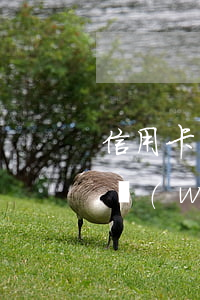 信用卡網(wǎng)貸全面逾期崩潰邊緣(網(wǎng)貸逾期辦理信用卡)