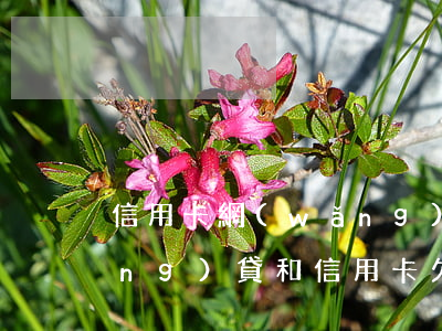 信用卡網(wǎng)貸欠16萬(網(wǎng)貸和信用卡欠了十幾萬,應該怎么辦?)