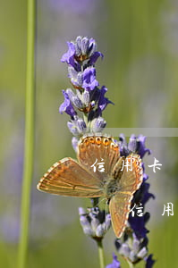 信用卡網(wǎng)貸欠30萬房貸能批嗎(信用卡 網(wǎng)貸欠15萬能辦房貸嗎)