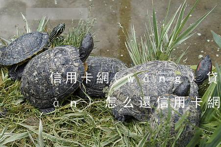 信用卡網(wǎng)貸欠了10幾萬(wàn)怎么還(信用卡網(wǎng)貸欠了10幾萬(wàn)怎么還)