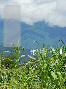 信用卡網(wǎng)貸欠了90多萬(wàn)怎么辦-信用卡網(wǎng)貸欠了90多萬(wàn)怎么辦呢