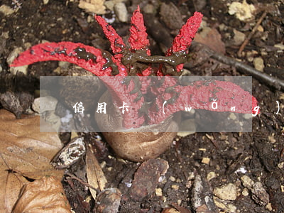 信用卡網(wǎng)貸總欠65萬怎么辦