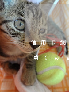 信用卡網(wǎng)貸負(fù)債50萬(wàn)協(xié)商還款案例-欠信用卡網(wǎng)貸50萬(wàn)無(wú)法償還怎么辦