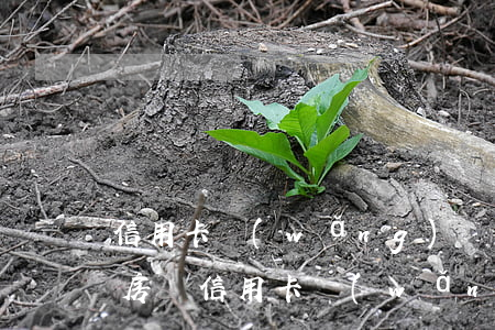 信用卡網(wǎng)貸逾期了還能借款買房嗎（信用卡網(wǎng)貸逾期了還能借款）