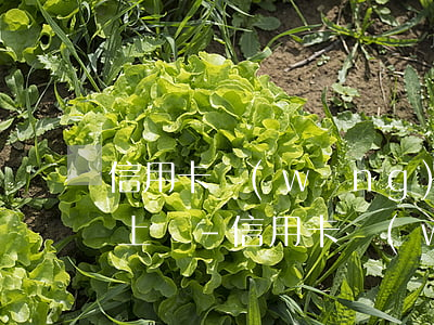 信用卡網(wǎng)貸逾期后多久法院會上訴-信用卡網(wǎng)貸逾期后多久法院會上訴呢