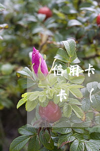 信用卡網(wǎng)貸逾期如何翻身(信用卡網(wǎng)貸逾期如何翻身)