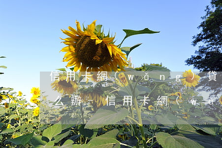 信用卡網(wǎng)貸逾期實在還不上怎么辦-信用卡網(wǎng)貸逾期實在還不上怎么辦呢