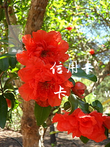 信用卡網(wǎng)貸逾期怎么熬過(信用卡網(wǎng)貸逾期怎么熬過來)