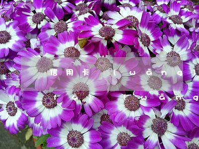 信用卡網(wǎng)貸逾期怎么辦浦發(fā) 網(wǎng)貸逾期 信用卡