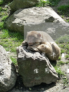 信用卡網(wǎng)貸逾期怎么還款(各種信用卡網(wǎng)貸都逾期了怎么辦)