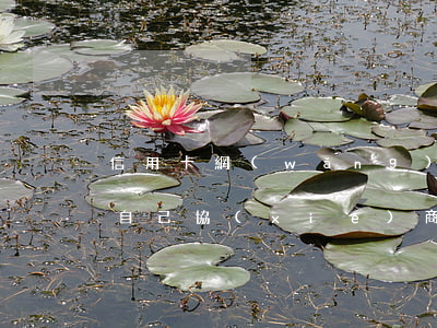 信用卡網(wǎng)貸逾期找第三方還是自己協(xié)商-信用卡網(wǎng)貸逾期找第三方還是自己協(xié)商還款
