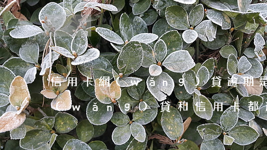 信用卡網(wǎng)貸逾期是什么意思 網(wǎng)貸和信用卡都逾期了會坐牢嗎?