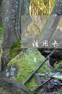 信用卡網(wǎng)貸逾期會凍結(jié)嗎(網(wǎng)貸逾期怎么會凍結(jié)信用卡)