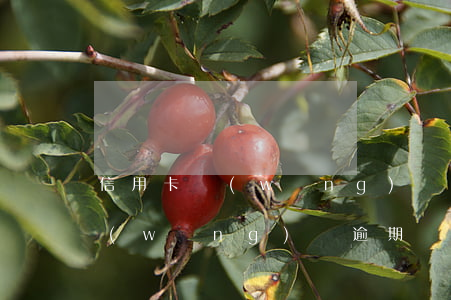 信用卡網(wǎng)貸逾期能買社保嗎(網(wǎng)貸逾期會影響社保醫(yī)保嗎)