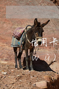 信用卡網(wǎng)貸逾期能面試法務(wù)助理嗎-信用卡網(wǎng)貸逾期能面試法務(wù)助理嗎安全嗎