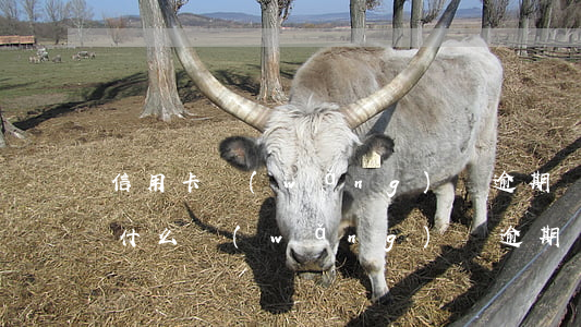 信用卡網(wǎng)貸逾期還款可以嗎(為什么網(wǎng)貸逾期還能辦信用卡)