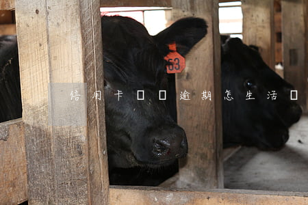 信用卡網貸逾期怎生活(網貸逾期 信用卡)