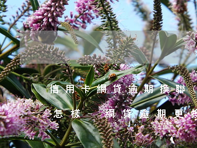 信用卡網貸逾期換聯(lián)系方式會怎樣-網貸逾期更換電話號碼的結果