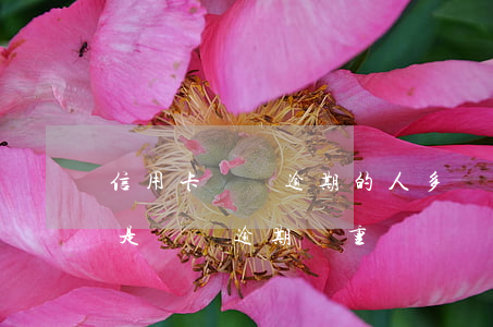 信用卡網貸逾期的人多嗎(信用卡逾期嚴重還是網貸逾期嚴重)