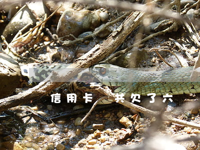 信用卡總共欠了六萬
