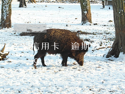 信用卡總逾期多少萬億(2020信用卡逾期900億)