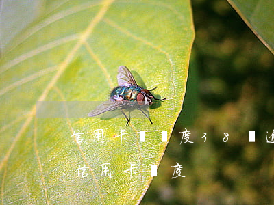 信用卡總額度38萬逾期了會怎樣-30萬信用卡額度