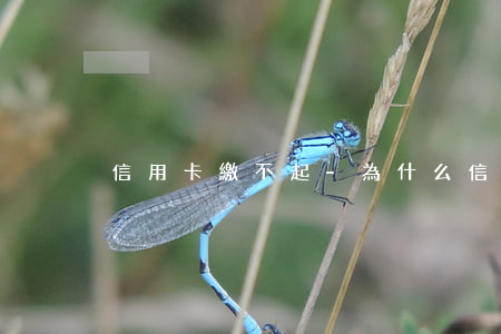 信用卡繳不起-為什么信用卡交不了話費