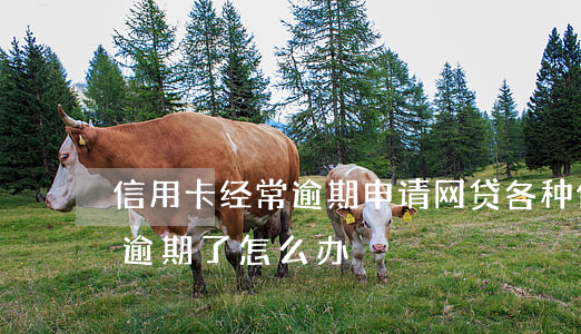 信用卡经常逾期申请网贷(各种信用卡网贷都逾期了怎么办)