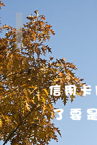 信用卡网贷逾期3年了(信用卡网贷逾期3年了,要是在单位交社保会找到我吗)