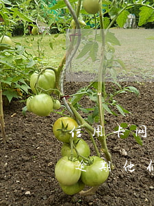 信用卡网贷逾期他们会不会拖车 信用卡网贷逾期他们会不会拖车给我