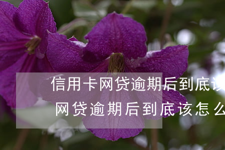 信用卡网贷逾期后到底该怎么处理-信用卡网贷逾期后到底该怎么处理呢