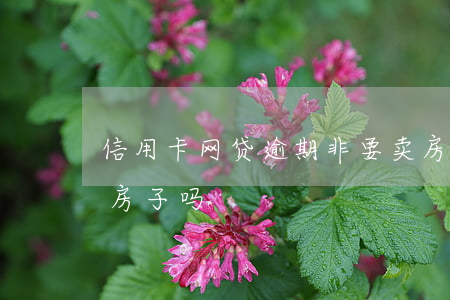 信用卡网贷逾期非要卖房吗(网贷逾期可以买房子吗)