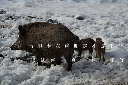 信用卡老逾期是不是有律師函 欠信用卡不還收到律師函會不會坐牢