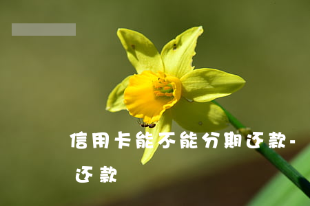 信用卡能不能分期还款-信用卡能不能分期还款?