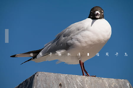 信用卡能取消嗎(信用卡怎么取消分期還款?)