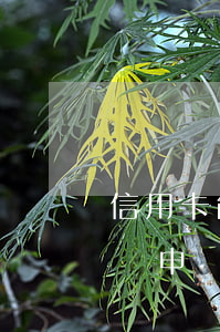 信用卡能申請停息掛賬嗎(信用卡掛賬停息怎樣申請)