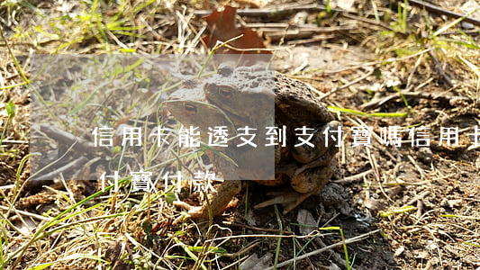 信用卡能透支到支付寶嗎(信用卡能不能在支付寶付款)