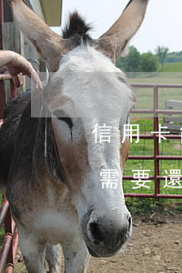 信用卡能逾期五六年嗎(信用卡逾期五六年還需要還嗎)