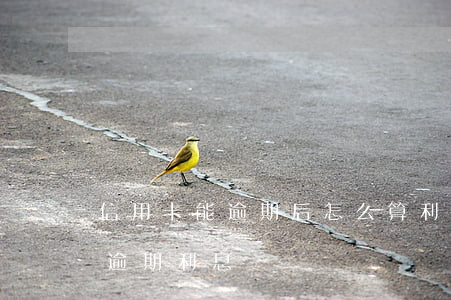 信用卡能逾期后怎么算利息(信用卡 逾期罰息 逾期利息)