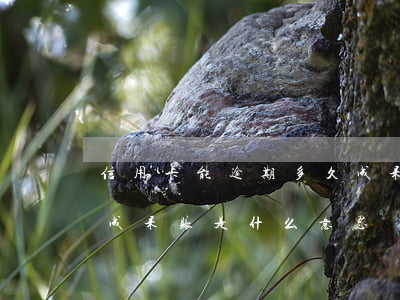 信用卡能逾期多久成呆账(信用卡逾期多年变成呆账是什么意思)