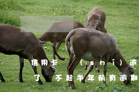 信用卡臨時(shí)逾期一個(gè)月了還不起(半年前有逾期,現(xiàn)在能辦信用卡)