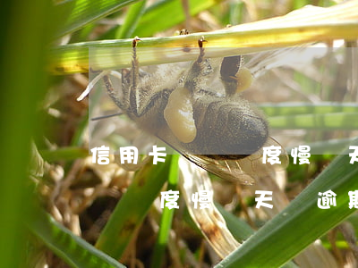 信用卡臨時額度慢兩天還逾期不-信用卡臨時額度慢兩天還逾期不還會怎樣