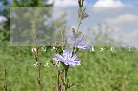 信用卡臨時額度逾期過5萬(四萬額度的信用卡逾期一年)