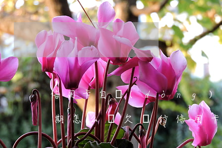 信用卡自動(dòng)扣費(fèi)逾期怎么辦(欠銀行信用卡會(huì)自動(dòng)扣款嗎)