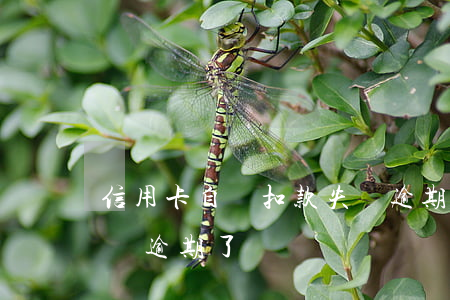 信用卡自動扣款失敗逾期(信用卡自動扣款失敗逾期了)