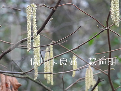 信用卡良好貸款逾期過