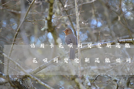 信用卡花呗网贷逾期还能借网贷吗-信用卡花呗网贷逾期还能借网贷吗安全吗