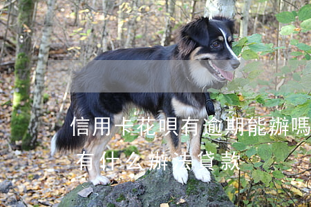 信用卡花唄有逾期能辦嗎(花唄信用卡逾期還有什么辦法貸款)