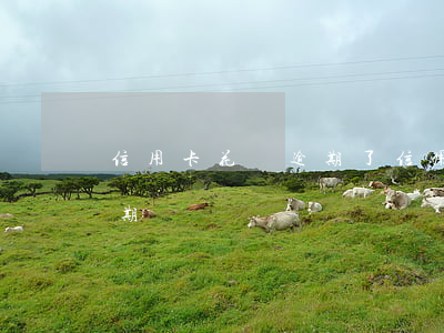 信用卡花唄逾期了(信用卡花唄逾期了可以分期買車嗎)